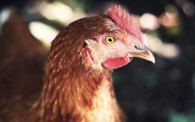 What came first…the chicken or the egg?
