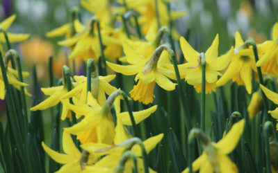 Spring is upon us….
