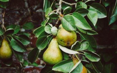 Planning for Fruitfulness